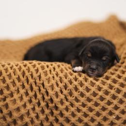 Bang - female Australian Mountain Doodle puppy in Spanish Fork, Utah from Little Puppy Co.