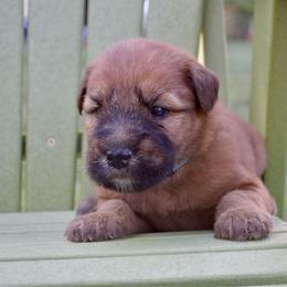 Oak - Wheaten male Soft Coated Wheaten Terrier puppy in Kirksville, Missouri from Ironwood Ridge Kennels