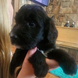 Orange collar - Black and white female Saint Berdoodle puppy in Saint Joseph, Missouri from Home Raised St. Berdoodles