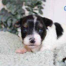 Yorkshire Terrier Puppies from Peach Yorkies