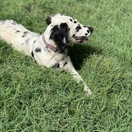 Perdita - Dalmatian