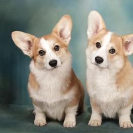 Great Danes and Pembroke Welsh Corgis from California Dreaming Great Danes & Corgis