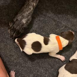 Buck - Liver roan male German Shorthaired Pointer puppy in San Tan Valley, Arizona from Upland Valley Kennels