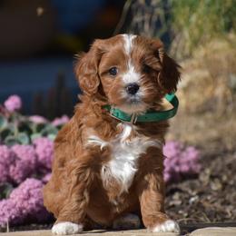 Brianna - Red female Cavapoo puppy in Gap, Pennsylvania from Country View Puppies ( License 18816)