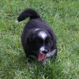 Yannetti - Black tri male Miniature Australian Shepherd puppy in Taunton, Massachusetts from Checkered Flag Champions Mini Aussies