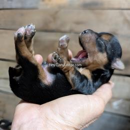 AKC traditional male - Blue and gold male Yorkshire Terrier puppy in Greencastle, Indiana from Tiny Tushy Lodge