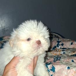 Boy 2 - White male Shih Tzu puppy in Birmingham, Alabama from K&D kennels