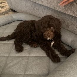 Australian Labradoodles from On Holiday Labradoodles