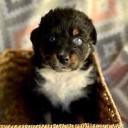 Violet - Black tri-color female Australian Shepherd puppy in Clover, South Carolina from Jo’s Aussies