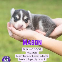 Mason - Blue male Pomsky puppy in Humeston, Iowa from M.A.R. Dogs