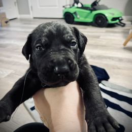 Coal - Great Dane puppy in Richmond, Texas from Ashli’s Great Danes