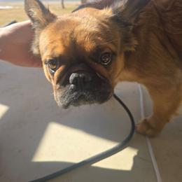 Winnie - French Bulldog