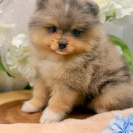 Archie - Black and tan male Pomeranian puppy in Gilroy, California from Belt Fed Kennels