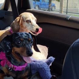 Dachshunds from Love My Dachshunds