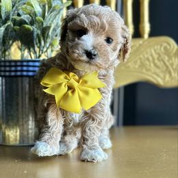 Jingle - Apricot male Poodle puppy in Adolphus, Kentucky from Deerly Poodles
