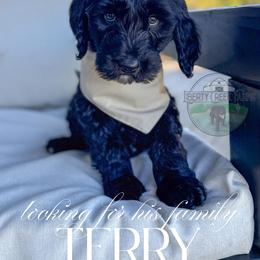 Terry - Black male Goldendoodle puppy in Cleveland, Tennessee from Liberty Creek Farms
