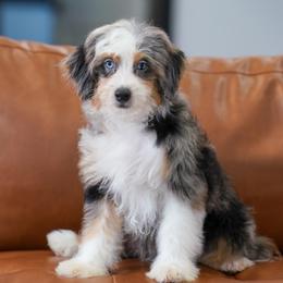 Hanna (socialization program grad) - Blue merle female Bernedoodle puppy in Dundee, Ohio from Down Home Doodle