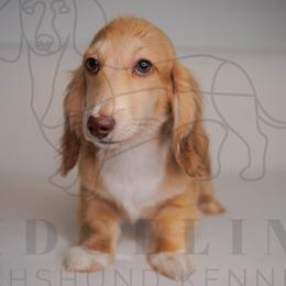 Socks - Cream male Dachshund puppy in Temecula, California from Naomi Magee's Dachshund Kennel