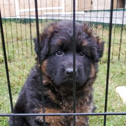 German Shepherd Puppies from House of Havoc GSDs