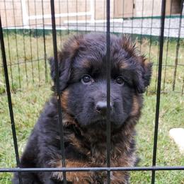 German Shepherd Puppies from House of Havoc GSDs
