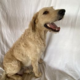 Bella - Labradoodle