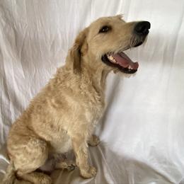 Bella - Labradoodle