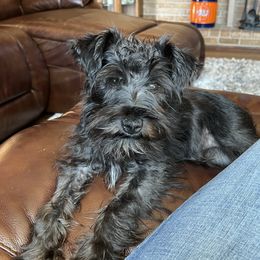 Ellie - Miniature Schnauzer