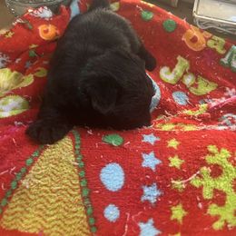 Ginger - Black female Scottish Terrier puppy in Goodrich, Texas from Landrum Scottish Terriers