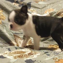 Boston Terrier Puppies from Lotus Life Puppies