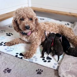 Goldendoodle puppies from The Doodle grove