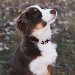 Miniature American Shepherds from RavenRockFarm