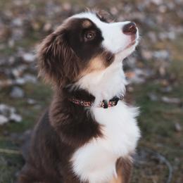 Miniature American Shepherds from RavenRockFarm