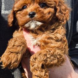 Blizzard - Red male Cavapoo puppy in Conklin, Michigan from Lake Michigan Couture Cavapoos & Cockapoos