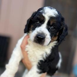 Scarecrow - Parti male Poodle puppy in Grover Beach, California from Central Coast Poodle Paws