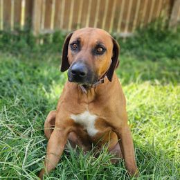 Apollo - Rhodesian Ridgeback