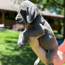 Bonnie - Blue female Great Dane puppy in Beulah, Michigan from Northwood Euro Danes and Bassets