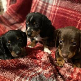 Dachshunds from Riverside Dachshund
