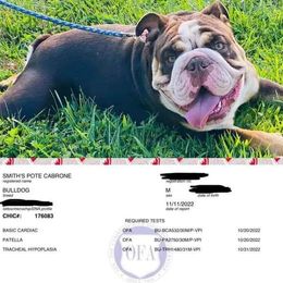 Bulldogs from Stackedup Bulldogz