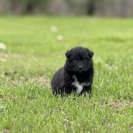 Ruffles - Black tri-color male Australian Shepherd puppy in Argyle, Iowa from Country Time Kennels