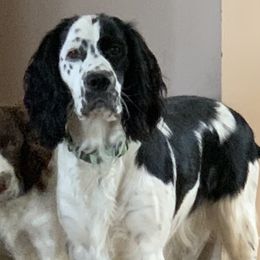 English Springer Spaniel Puppies from Bourbon Trail Springers