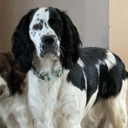 English Springer Spaniel Puppies from Bourbon Trail Springers