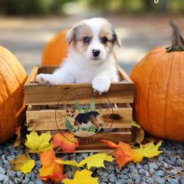 Shrimp - Blue merle and white male American Corgi puppy in Cameron, North Carolina from Butts Family Corgis