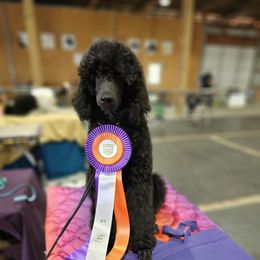 Matinee - Black male Poodle puppy in Mcbain, Michigan from Northern Creek