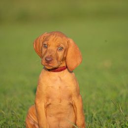 German Shorthaired Pointer and Vizsla Puppies from Nosam Kennels