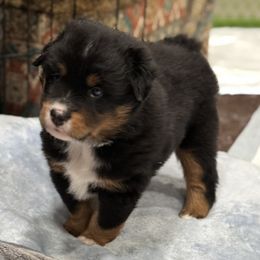 Miniature Australian Shepherd and Toy Australian Shepherd Puppies from Popparosa Toy & Mini Aussies