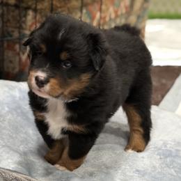Miniature Australian Shepherd and Toy Australian Shepherd Puppies from Popparosa Toy & Mini Aussies
