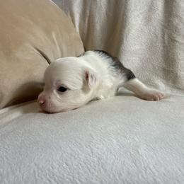 Boy 2 - White and chocolate male Chinese Crested puppy in Worthington, Minnesota from Alvarez Chinese Crested