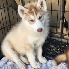 Native American Indian Dog Puppies from Corn Moon Kennels: a member of the Native American Indian Dog Preservation Project