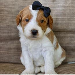 Brownie - Parti female Goldendoodle puppy in Comanche, Texas from Central Texas Doodles, LLC.