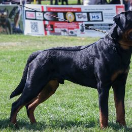 Rottweilers from Gambill Haus Rottweilers
